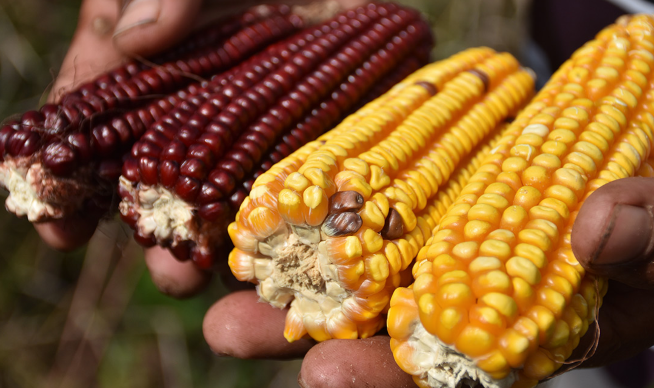 Jalisco, líder en producción de maíz en todo el país